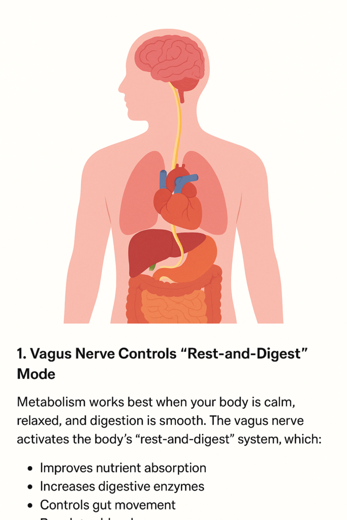 This image has an empty alt attribute; its file name is How-the-Vagus-Nerve-Improves-Metabolism-Gut-Brain-Connection-Explained-683x1024.png